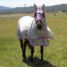 Horse wearing silver Love My Horse Dura Mesh Hooded Combo with pink trim