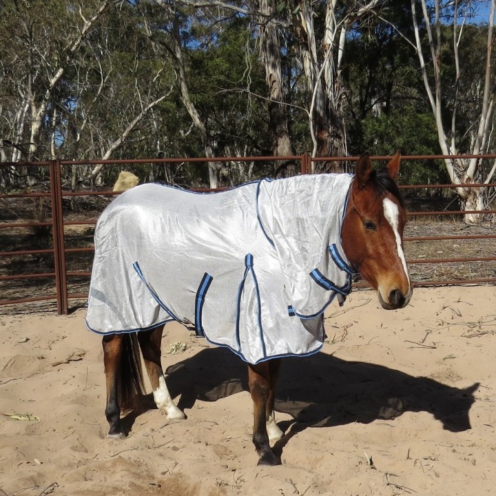 Horse wearing Love my Horse Dura mesh combo silver with blue trim
