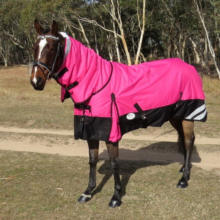 Horse wearing Love My Horse Pink Winter Combo