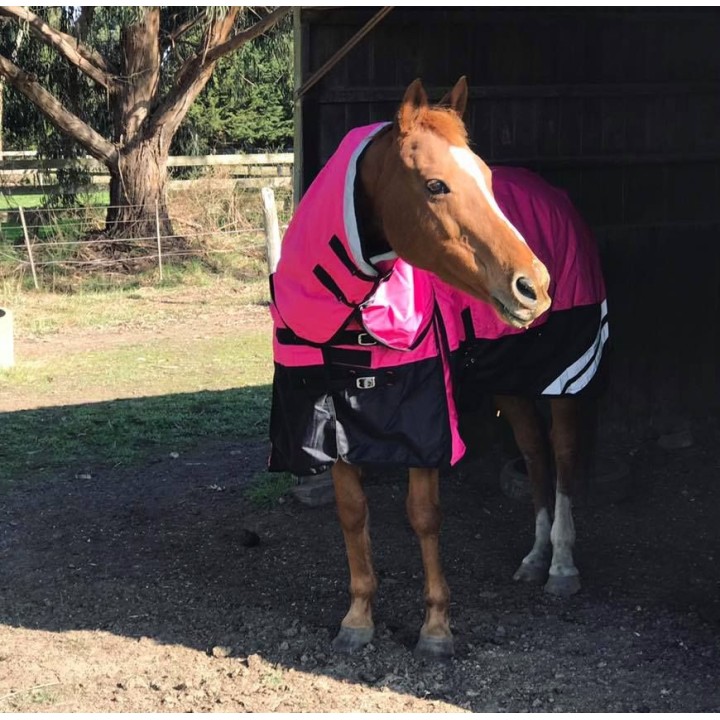 Horse wearing Love My Horse Pink Winter Combo