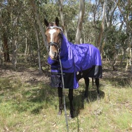 Horse wearing purple Love My Horse Combo horse rug