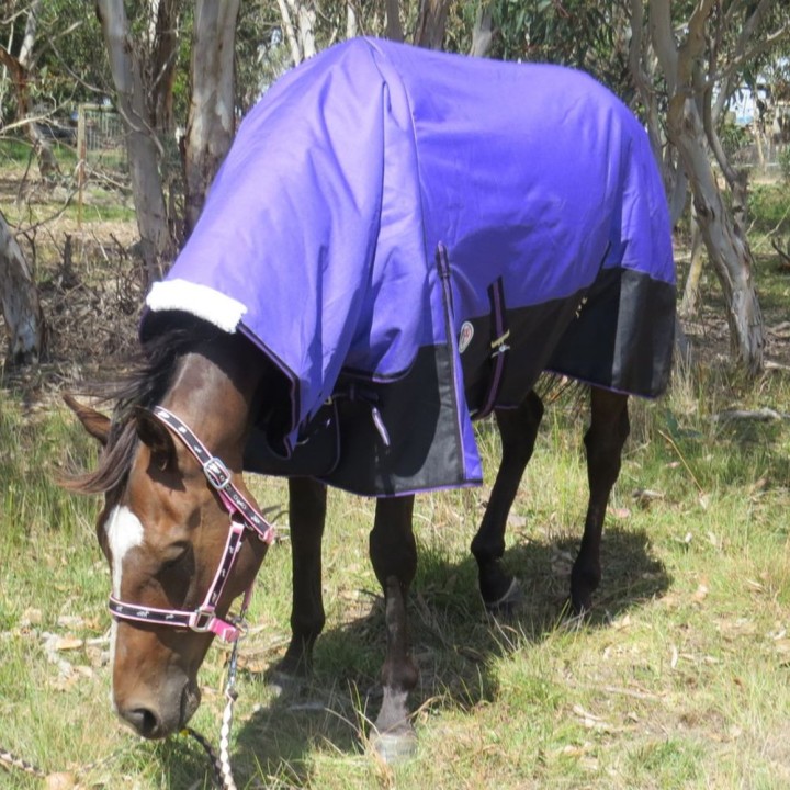 Horse wearing purple Love My Horse Combo horse rug