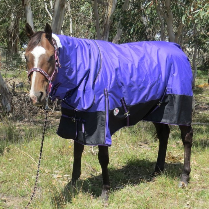 Horse wearing purple Love My Horse Combo horse rug