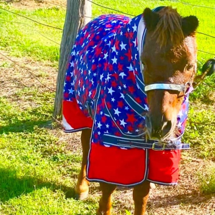 600D 180g Combo Horse Rugs Mini Stars | LOVE MY HORSE AU