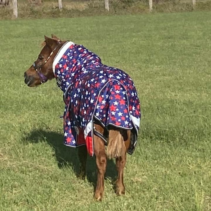 600D 180g Combo Horse Rugs Mini Stars | LOVE MY HORSE AU