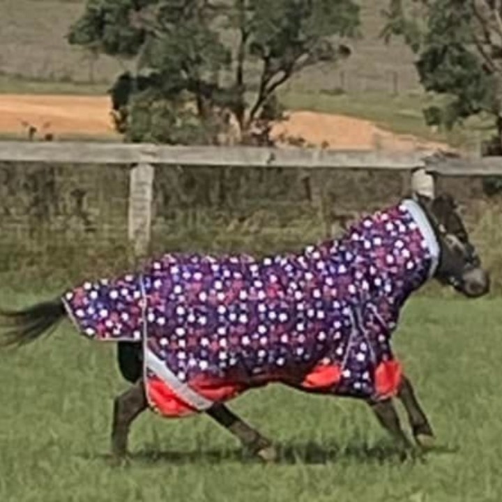 600D 180g Combo Horse Rugs Mini Stars | LOVE MY HORSE AU