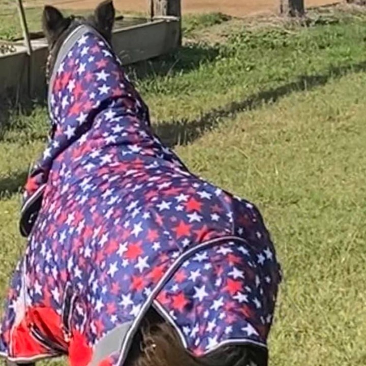 600D 180g Combo Horse Rugs Mini Stars | LOVE MY HORSE AU
