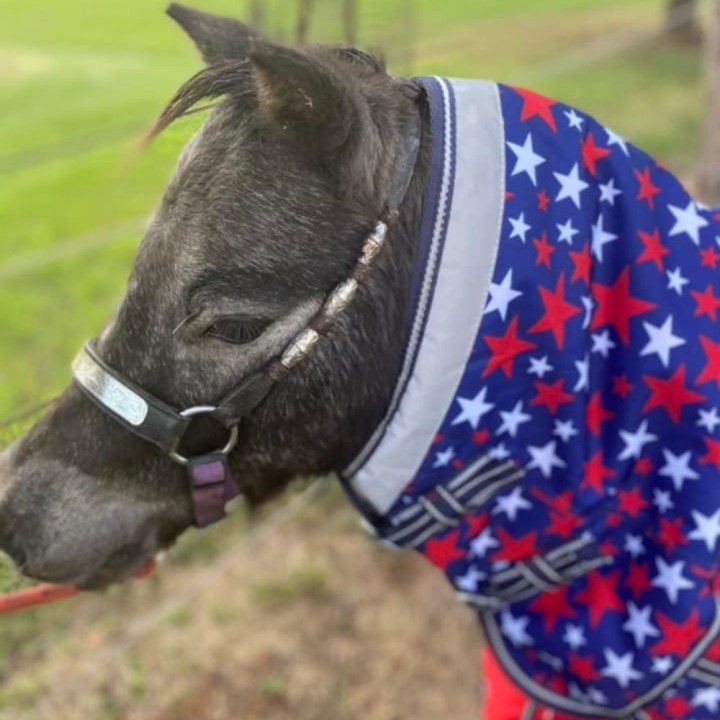 600D 180g Combo Horse Rugs Mini Stars | LOVE MY HORSE AU