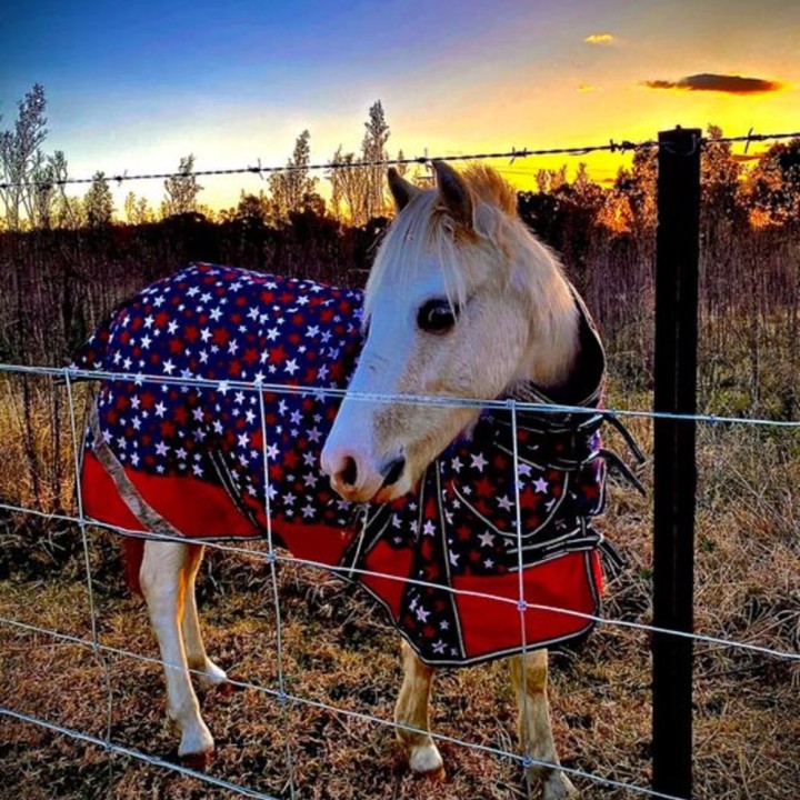 600D 180g Combo Horse Rugs Mini Stars | LOVE MY HORSE AU