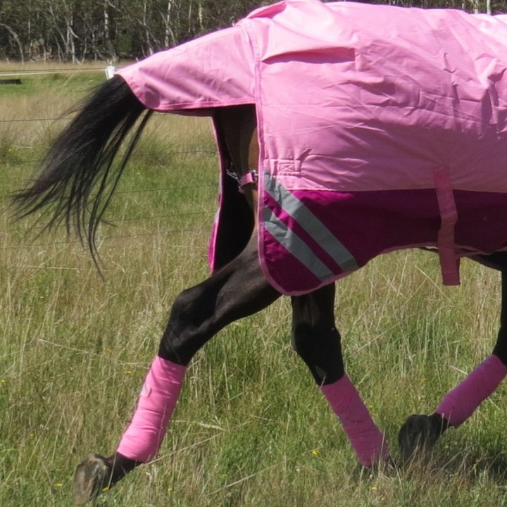 Horse wearing 600 Denier Winter Combo in pink