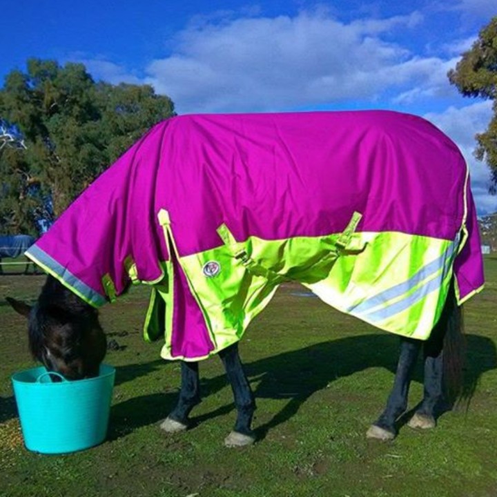 Winter 180g Fill Combo Horse Rugs Pink Lime | LOVE MY HORSE