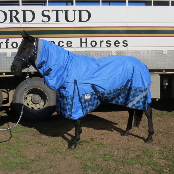 5'0 5'3 600D Rainsheet Combo Blue Horse Rugs | LOVE MY HORSE AU