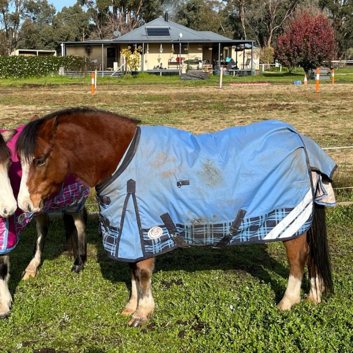 600D Winter 180g Horse Rugs | LOVE MY HORSE