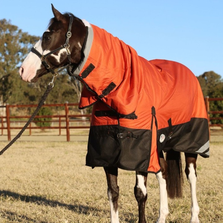Brown horse wearing Love my Horse 1200 Denier Waterproof Rainsheet combo Orange