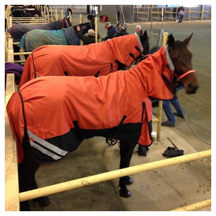 Brown horse wearing Love my Horse 1200 Denier Waterproof Rainsheet combo Orange
