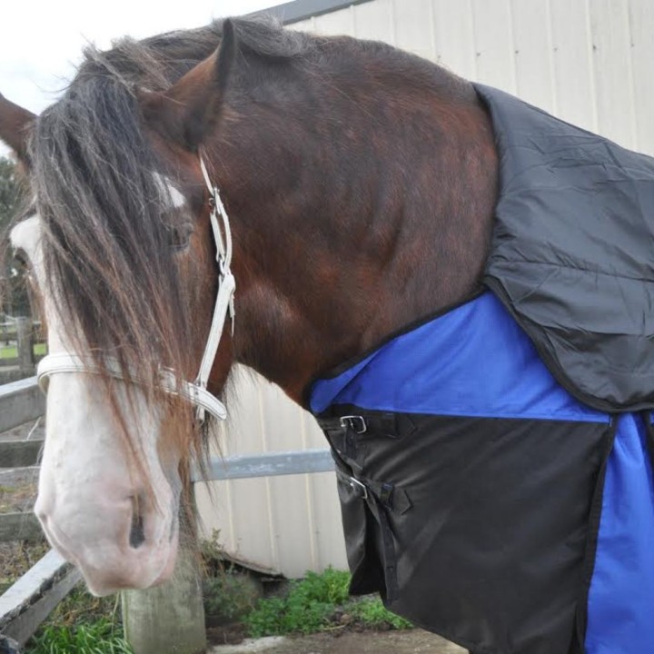 Clydesdale Winter Horse Rug 200g Waterproof Combo | Big Horse Fit