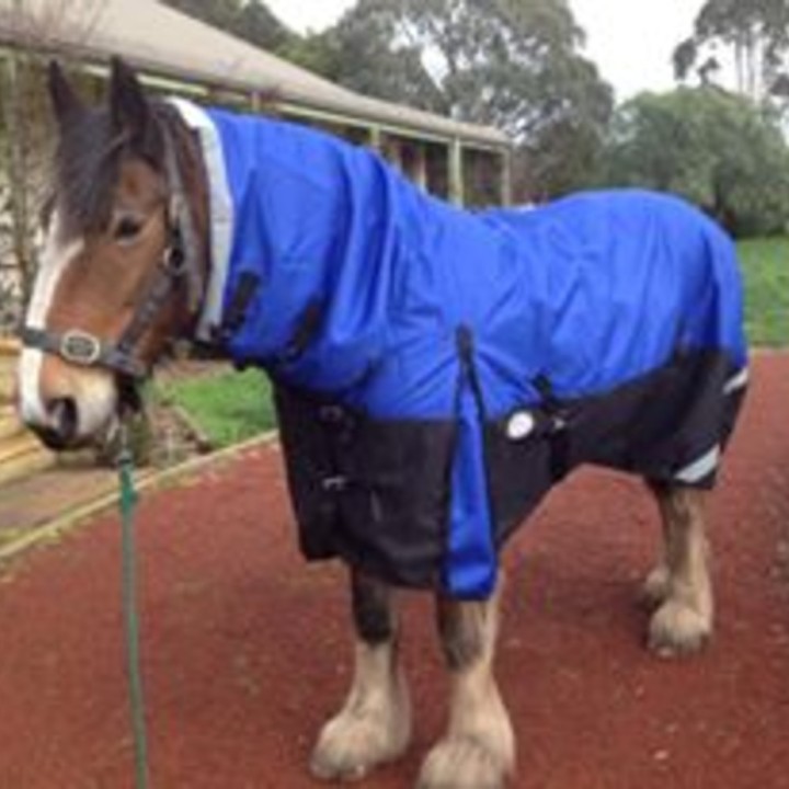 Clydesdale Winter Horse Rug 200g Waterproof Combo | Big Horse Fit