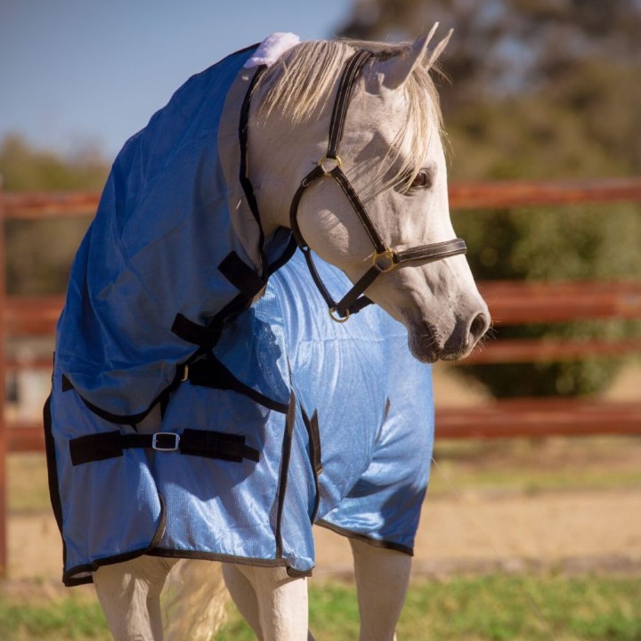 A white arabian horse wearing summer soft mesh blue combo with black trim in australian landscape