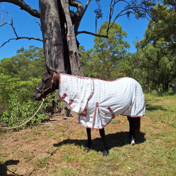 Black horse wearing pink check summer horse rug