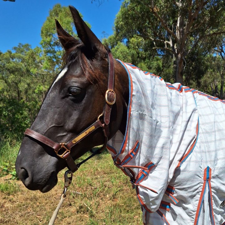 Cotton Combo Blush Horse Rugs | LOVE MY HORSE
