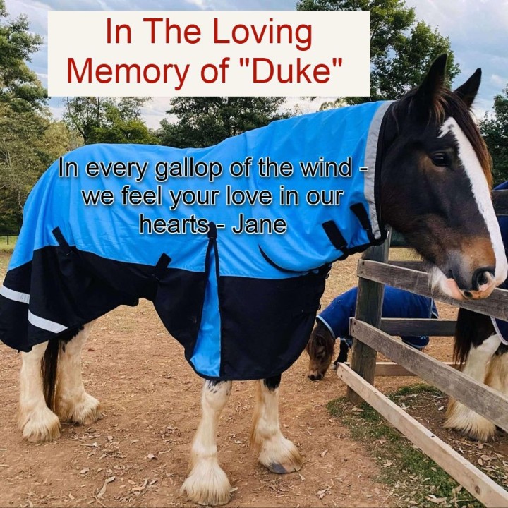 Clydesdale Winter Horse Rug 200g Waterproof Combo | Big Horse Fit