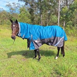 Brown horse wearing green Love My Horse rug with neck