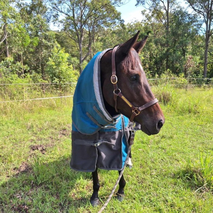 Brown horse wearing green Love My Horse rug with neck