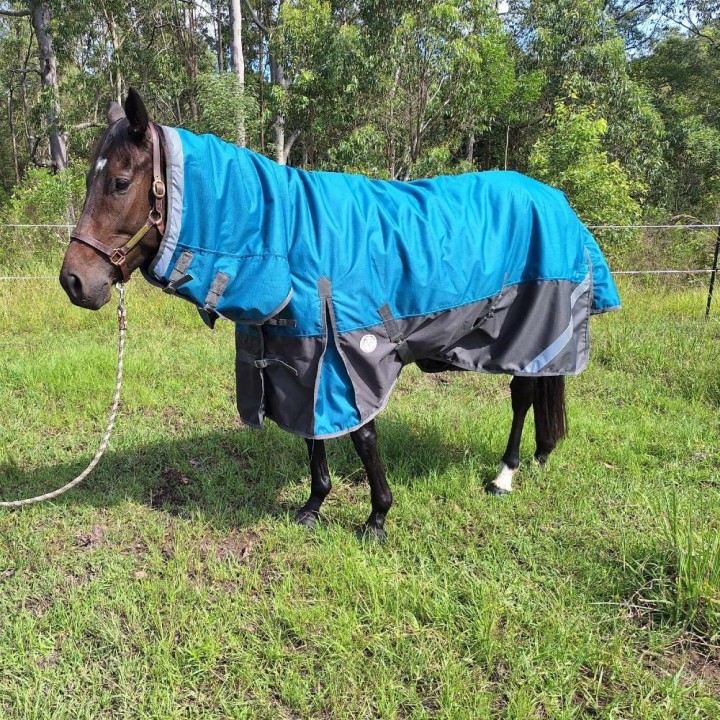 Horse wearing turquios rug with neck attached