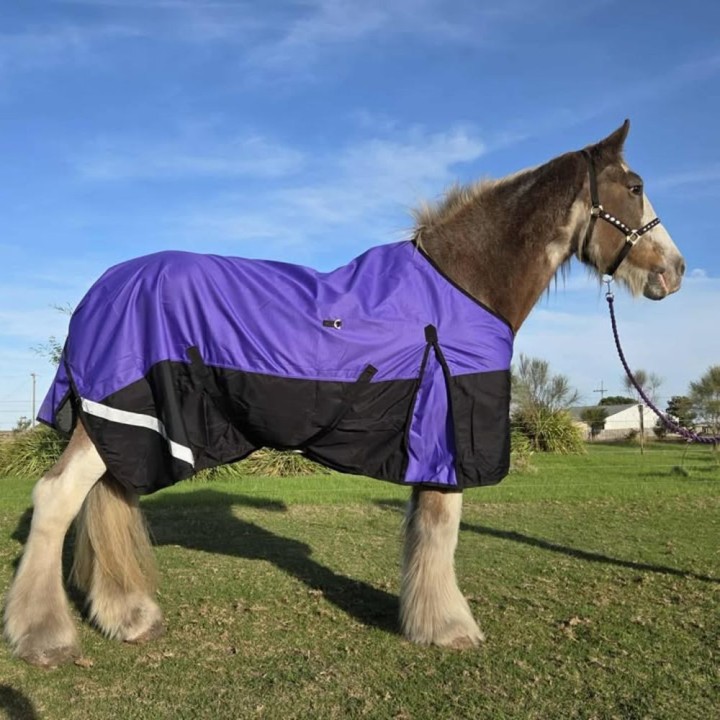 Clydesdale horse wearing a purple love my horse rug