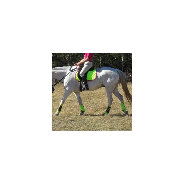 Grey horse wearing lime and pink horse boots