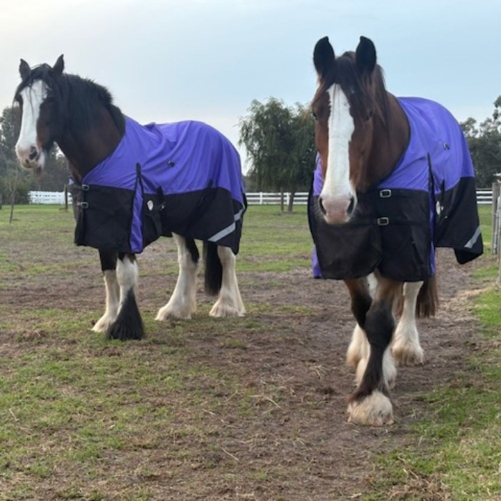 Clydesdale Rainsheet Heavy Horse Rugs Purple | LOVE MY HORSE AU