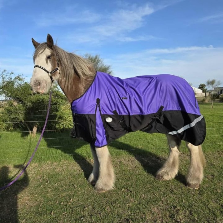 Clydesdale Rainsheet Heavy Horse Rugs Purple | LOVE MY HORSE AU