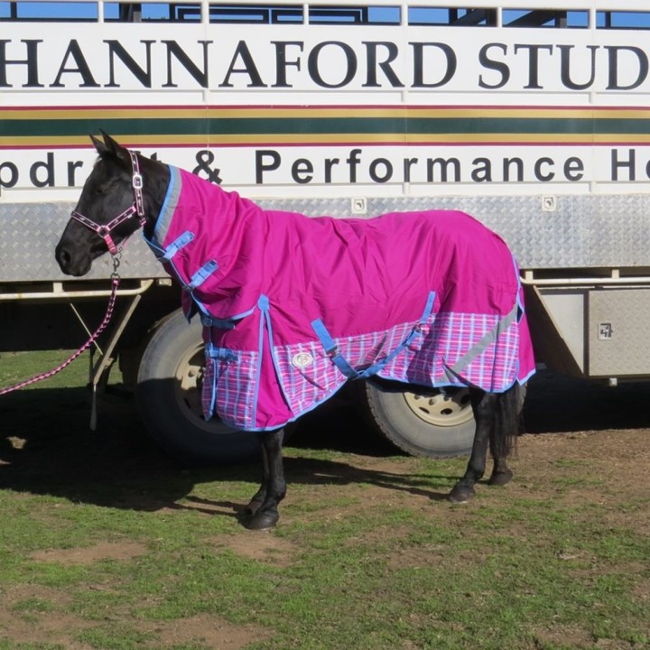 Horse wearing love my horse Pink Check Winter Combo