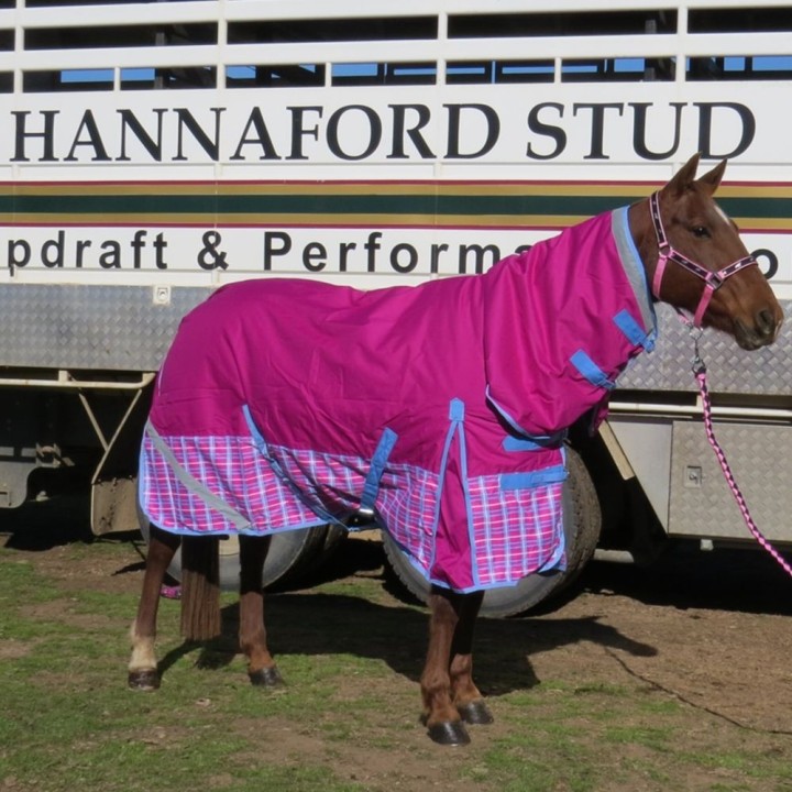 Horse wearing love my horse Pink Check Winter Combo