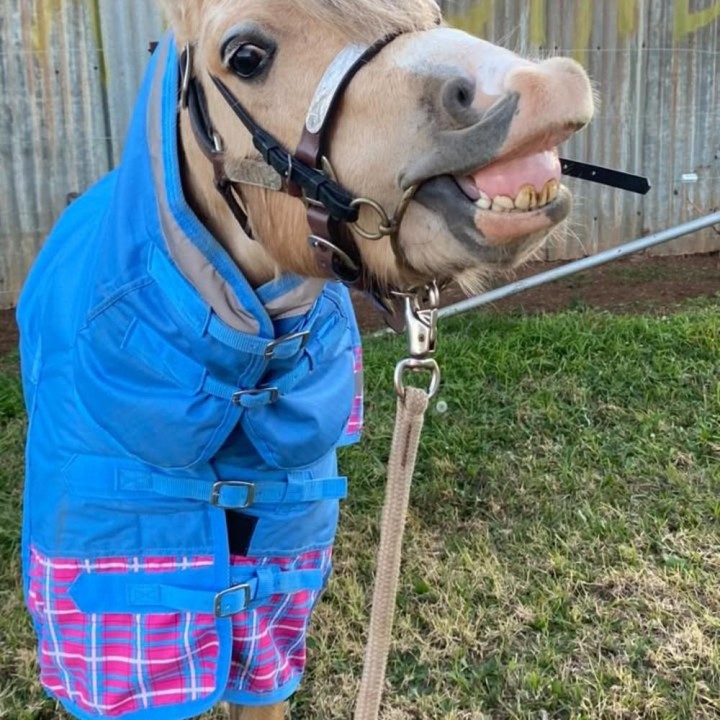 Mini winter combo rug designed for little horses with a smaller chest fit.