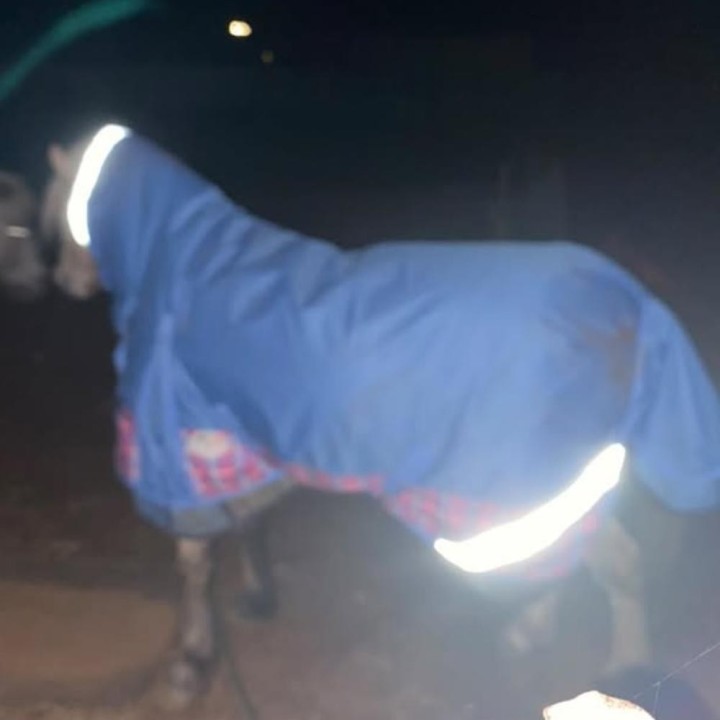 Reflective detailing glows in low light to help keep little horses visible at night.
