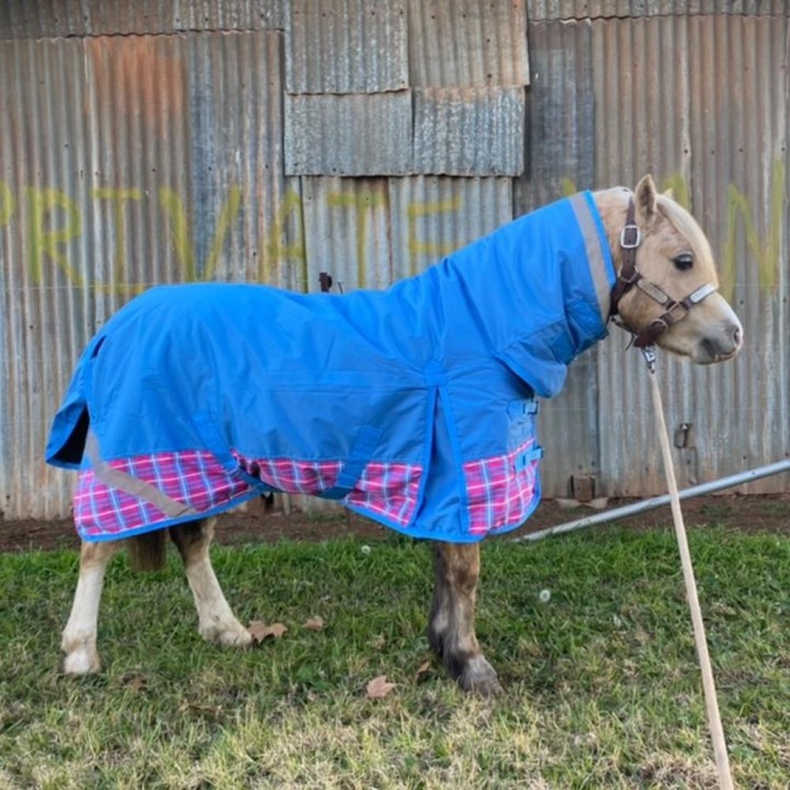 Customer photo showing the mini winter rug fitted on a little horse.