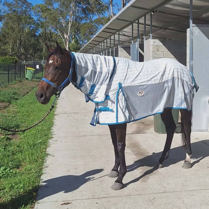 Cotton / Dura mesh with IR3535 treatment panels for strogn topline and cool mesh fly repellent summers