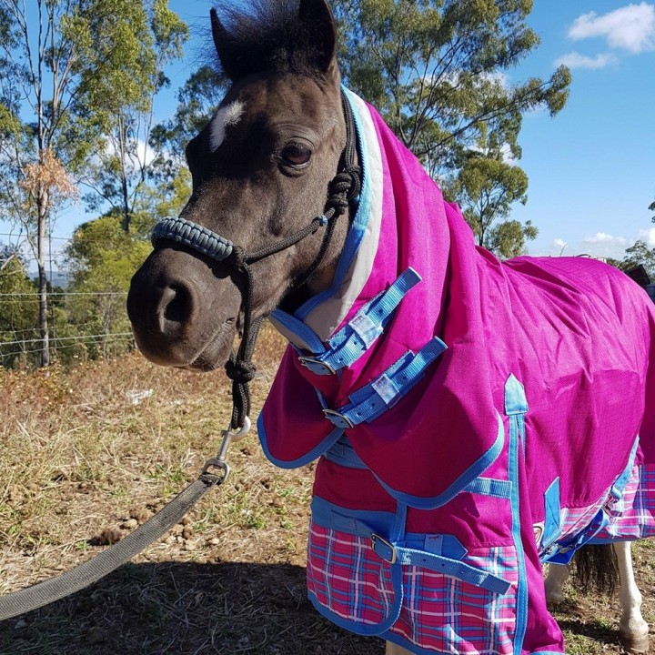 Mini Winter Combo Horse Rugs Pink Rasberry| LOVE MY HORSE AU