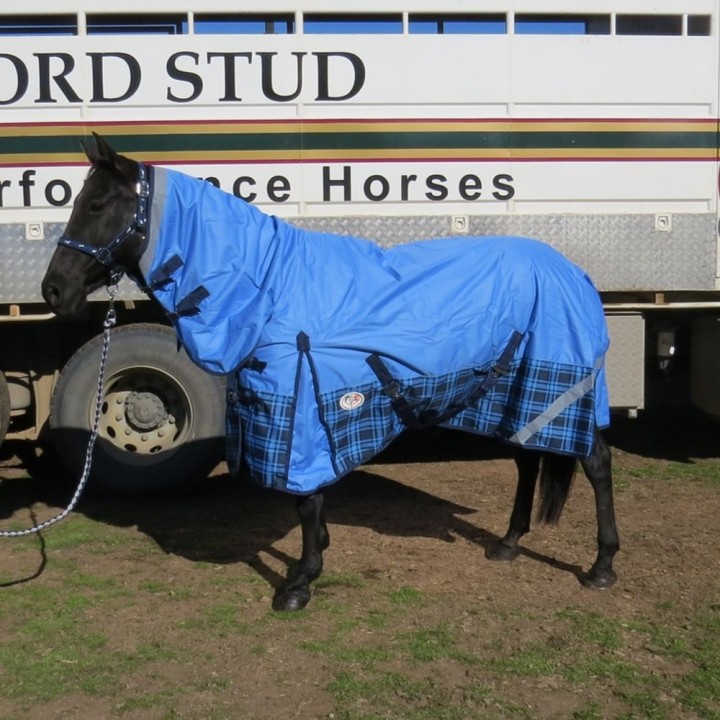 200g Winter Horse Rugs Blue – Medium Weight 600D Combo for Everyday Use