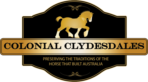 Colonial Clydesdales﻿