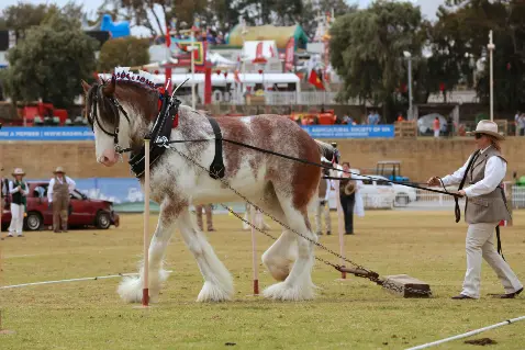 Colonial Clydesdale in Love my Horse Red Cotton Combo