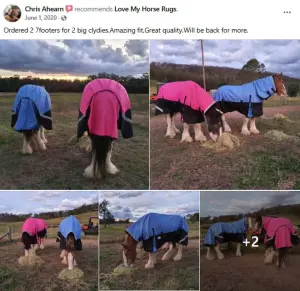 Feedback from Nicole Lowson with her clydy hprse wearign the blue clydesdalerainsheet