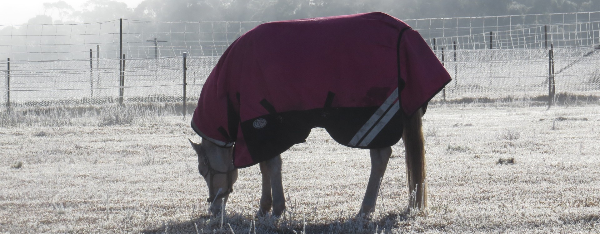 Pink%20rainsheet.jpg