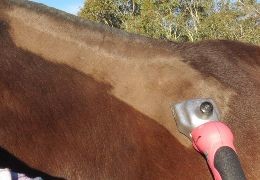 HOW TO CLIP YOUR HORSE - Practical Tips