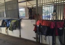 STABLING HORSES: YES or NO?